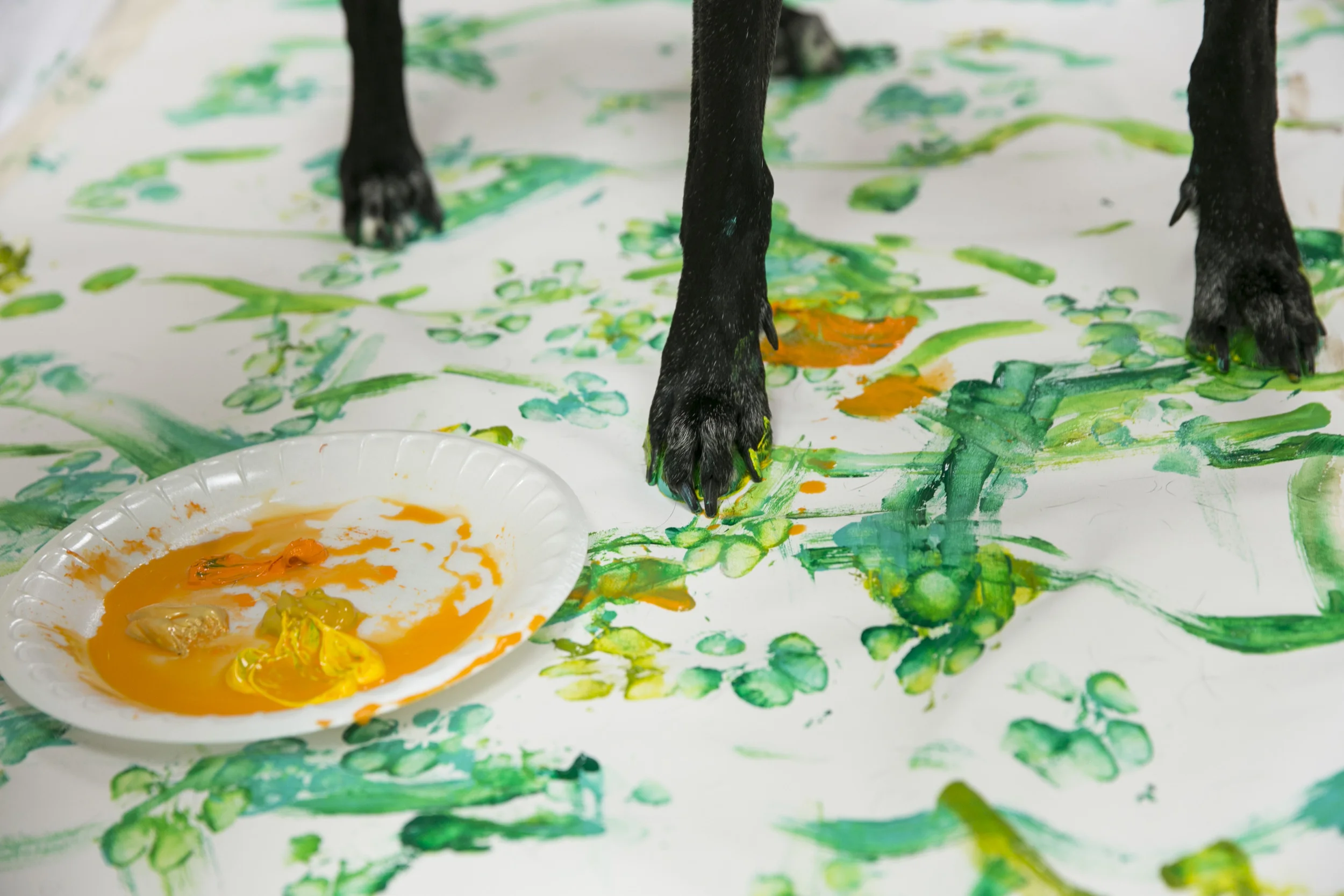 Hand in Paw's biggest fund raiser every year is their Picasso Pets event. Pets are paired with local artists to create one of a kind masterpieces that are put up for live auction at the event. Here are some behind the scenes images from the painting sessions.