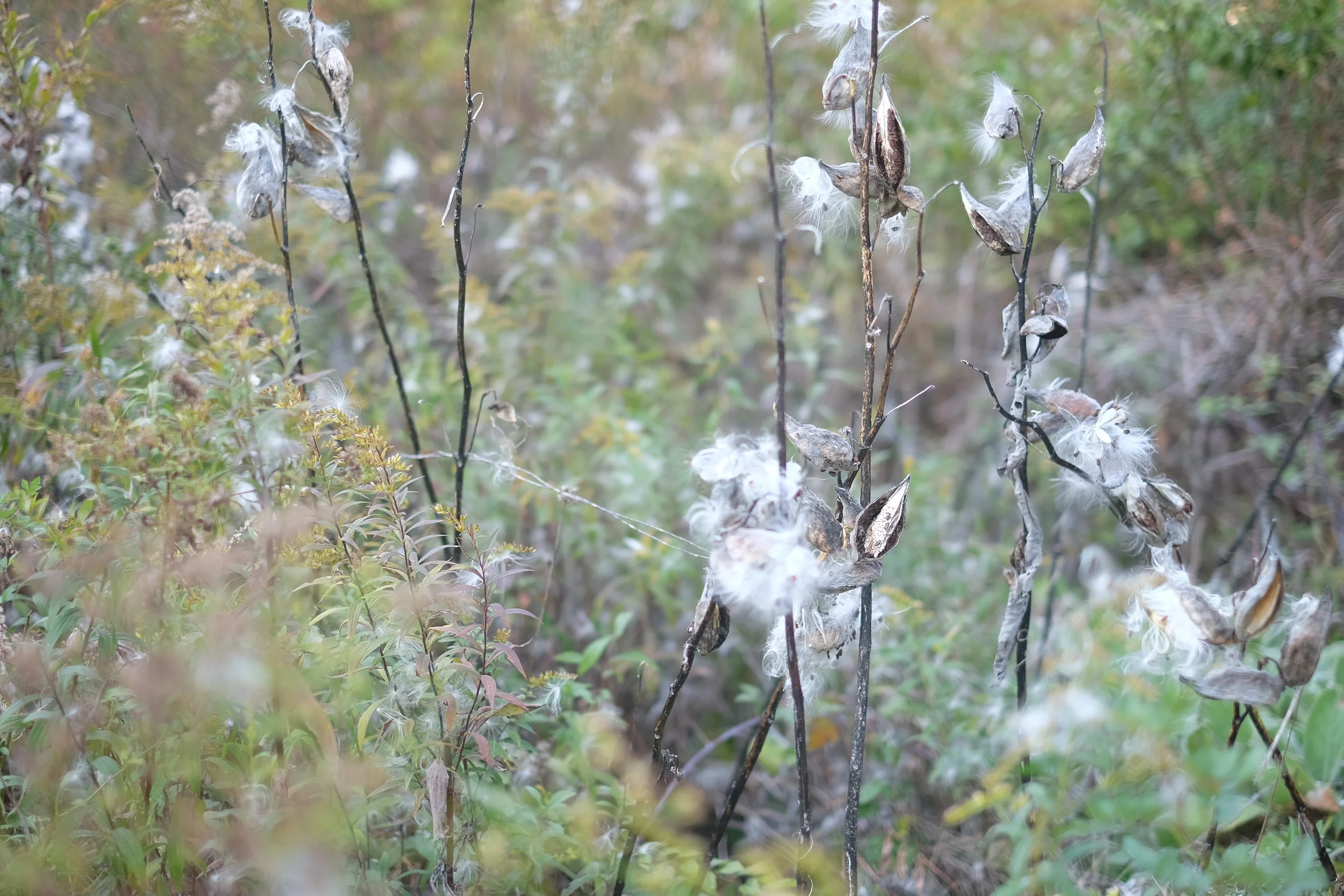 Observations | Milkweed “Wishes”
