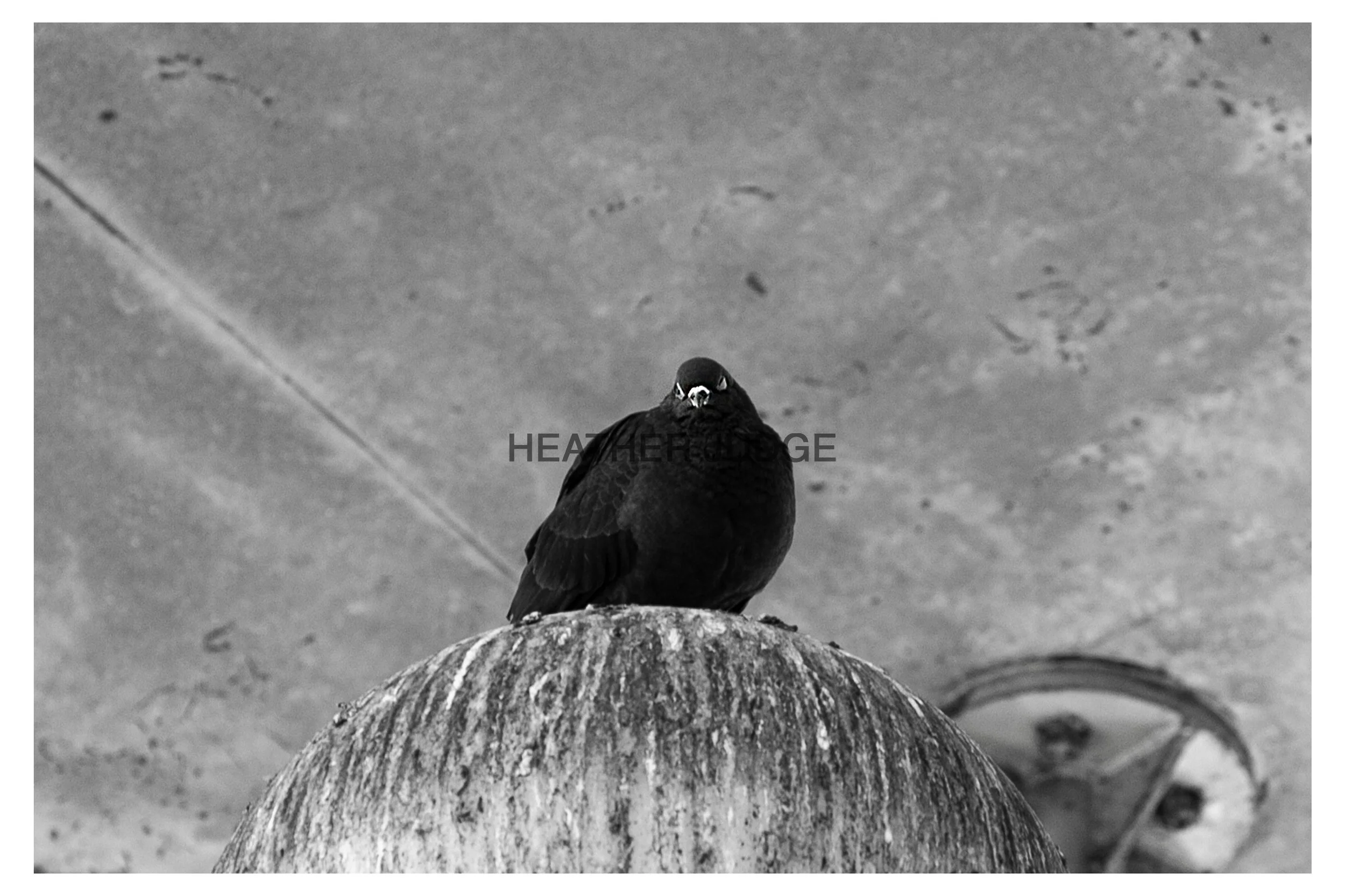 Paris Pigeon Print