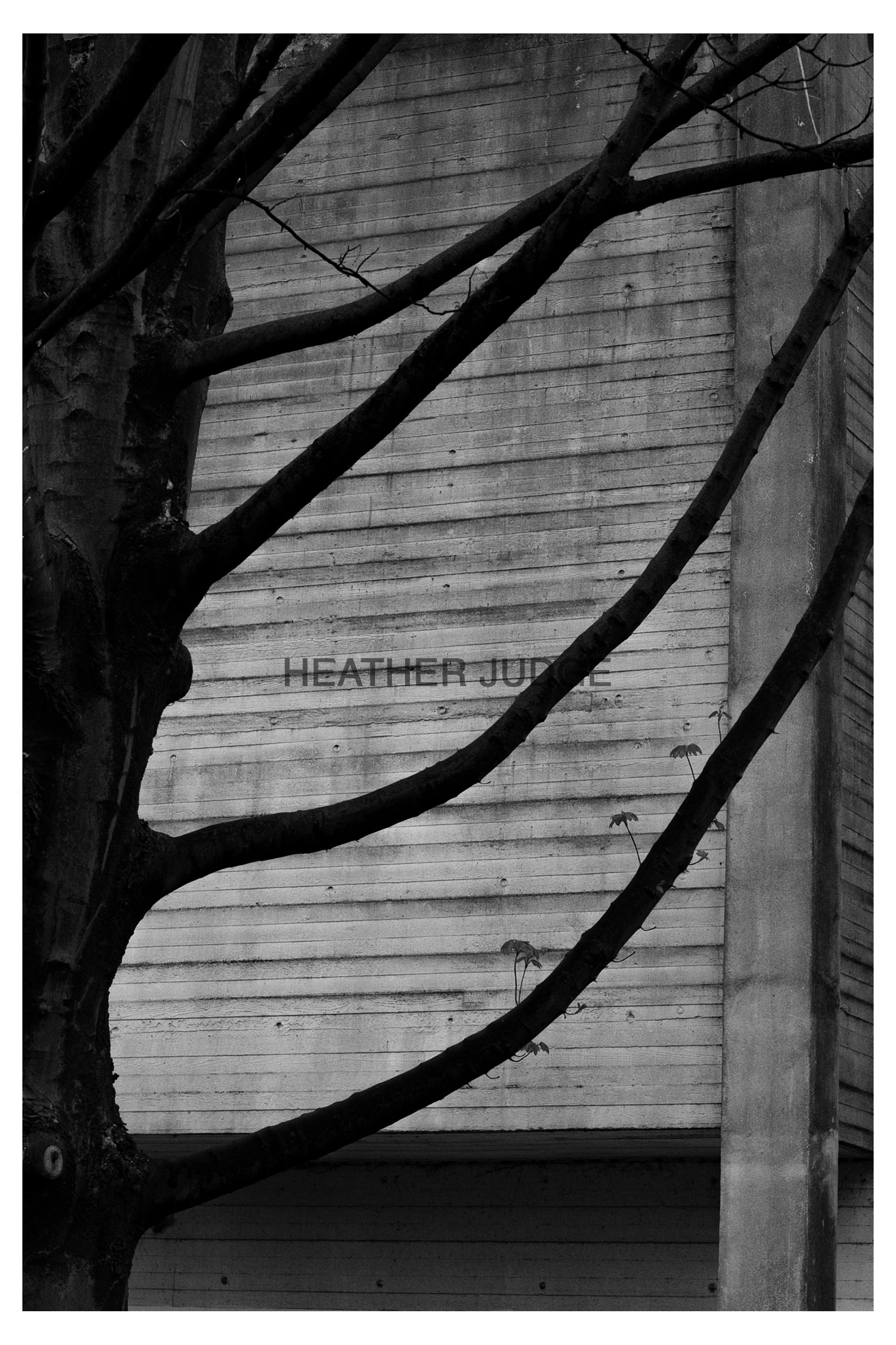Manchester Tree Print