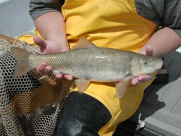 June sucker (Chasmistes liorus) is an endangered species of fish endemic to Utah Lake and the Provo River
