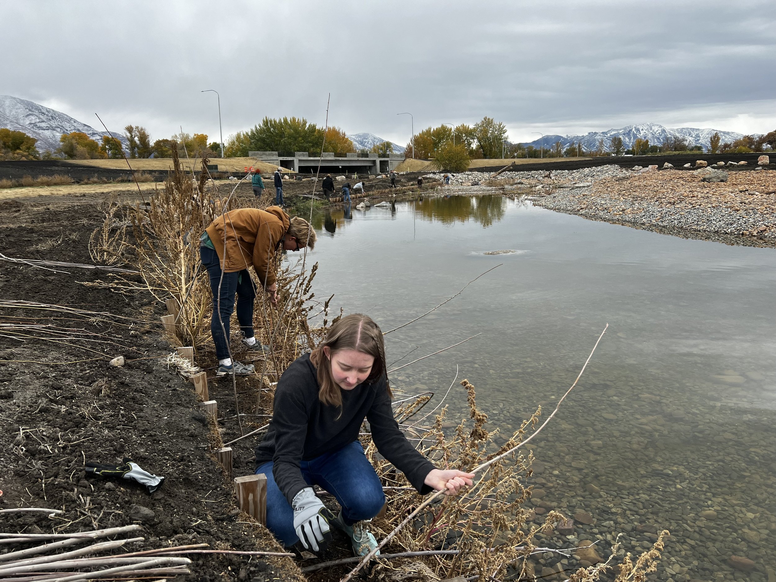  Volunteers from BYU planting willow cuttings along newly constructed banks. Nov 2022 