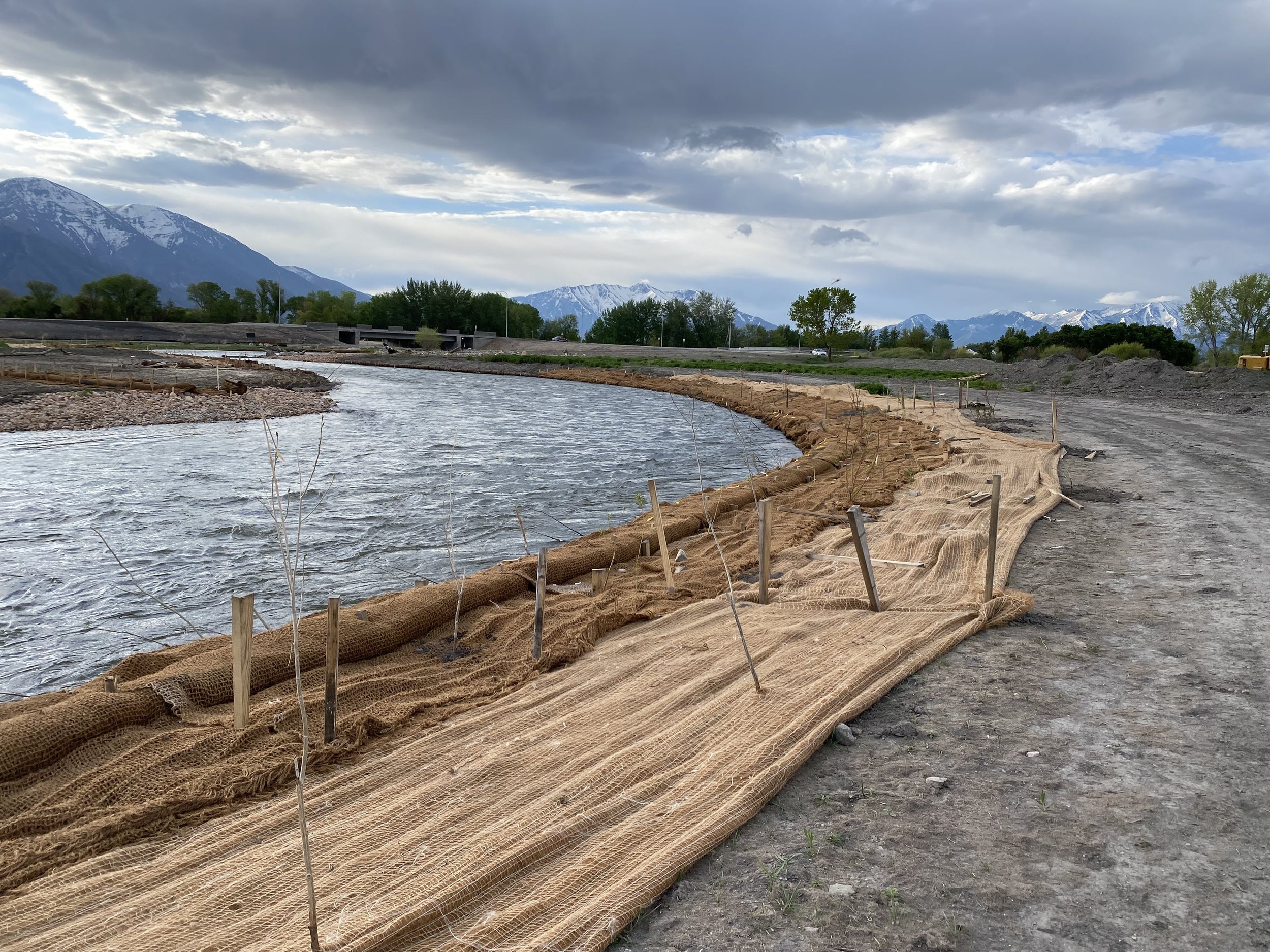  Newly installed biodegradable fabric and willow plantings (May 2023) 