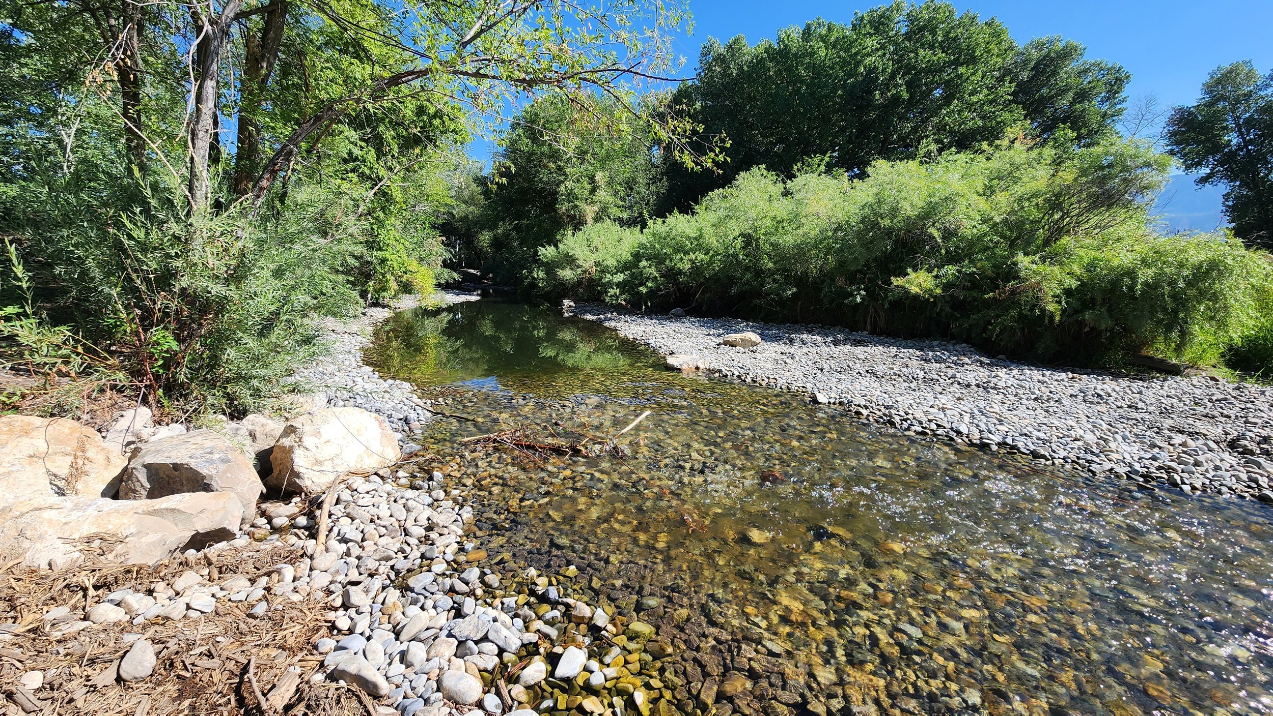  Provo River downstream of diversion with narrowed bank Aug 2023. 