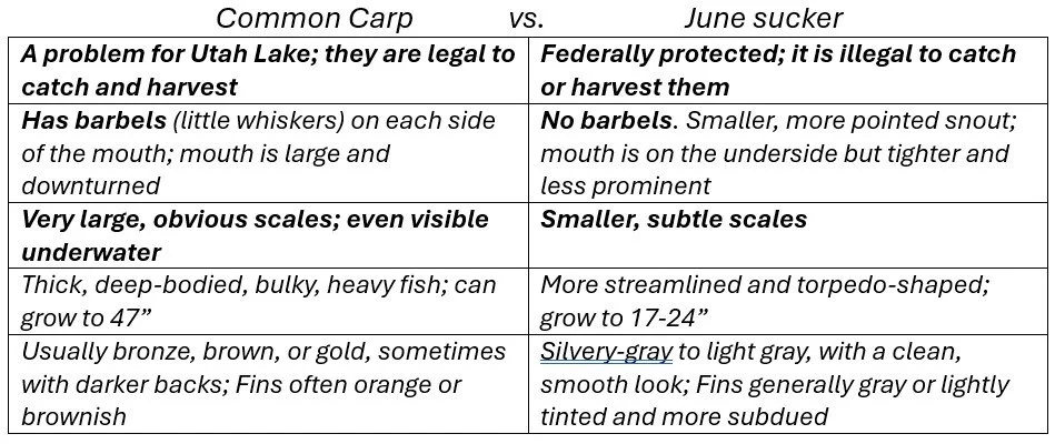 Tables showing the differences between a common carp and a June sucker