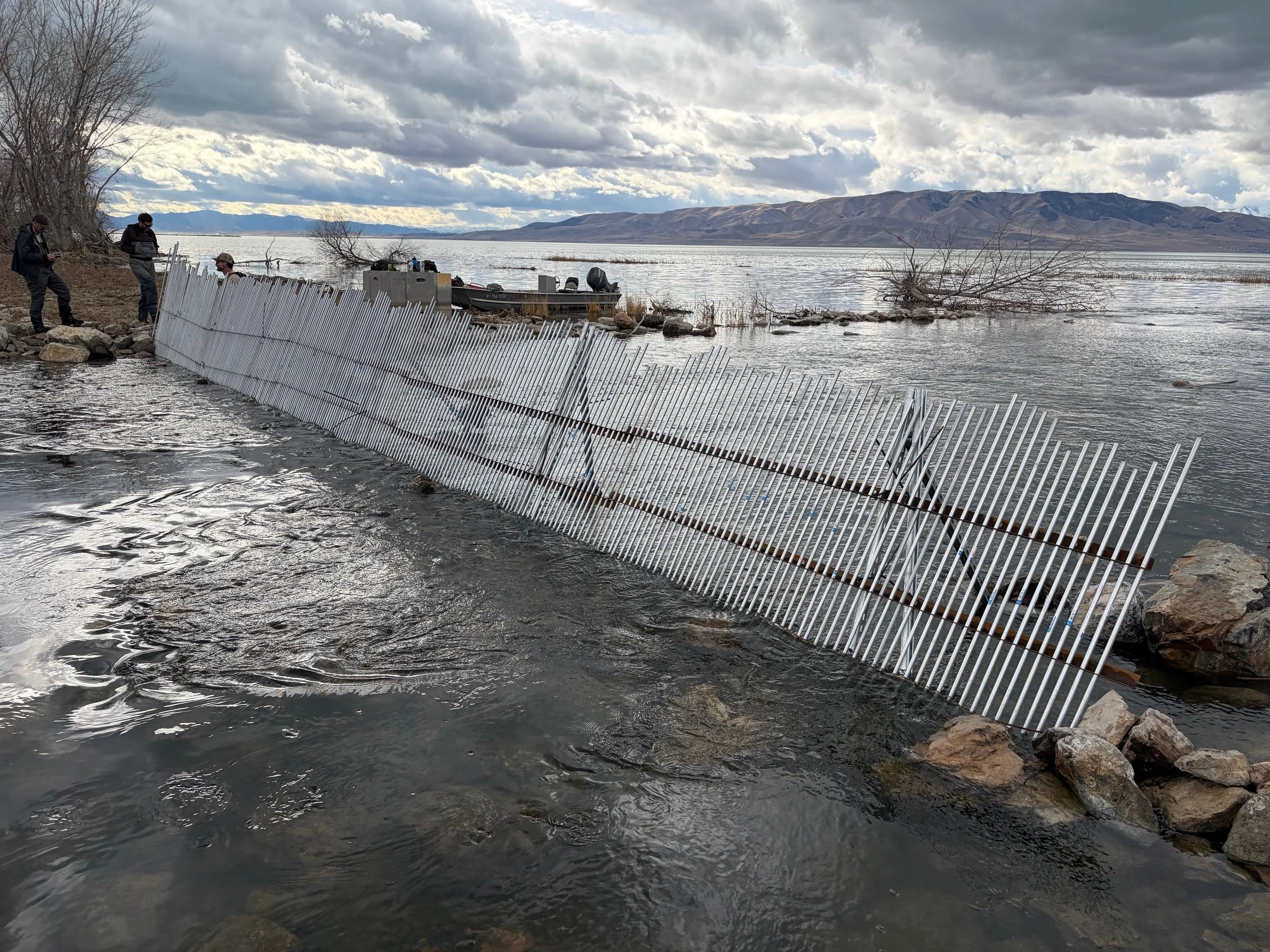 A fence-like weird spans an outlet channel between delta and Utah Lake waters