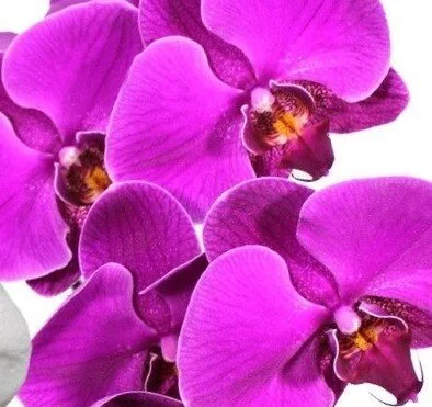 Potted Phalaenopsis Orchid