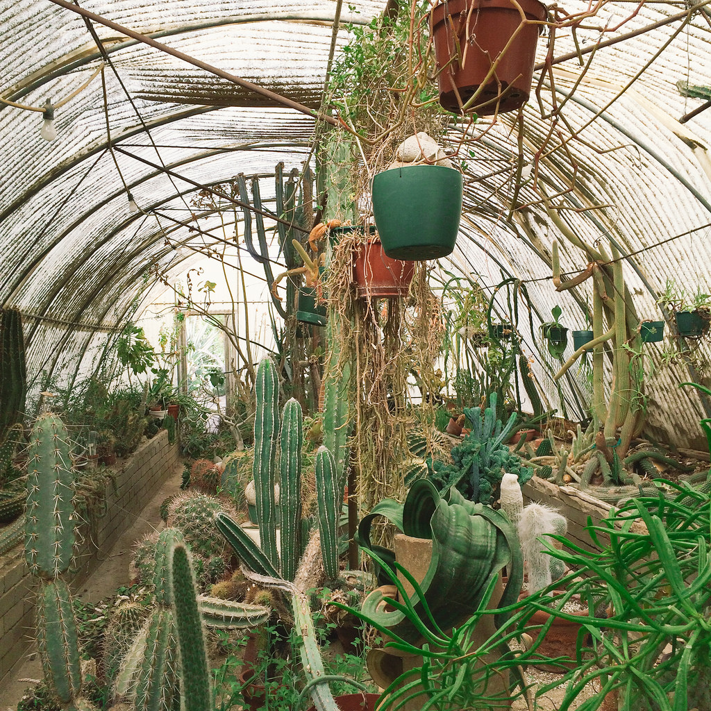 Moorten Botanical Garden — A cute little cactarium.