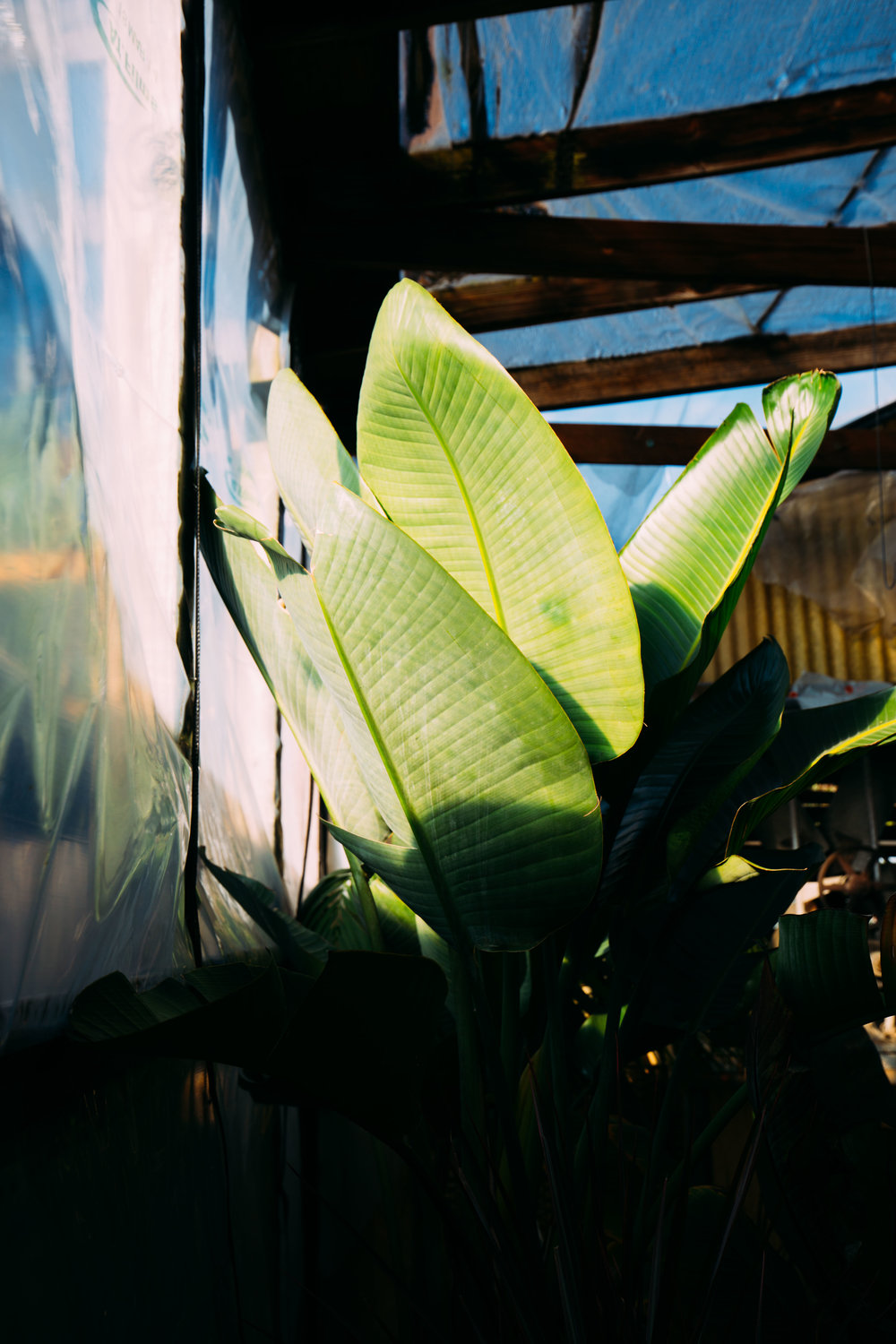 My Favorite Plant Shop in New Orleans • Harold's