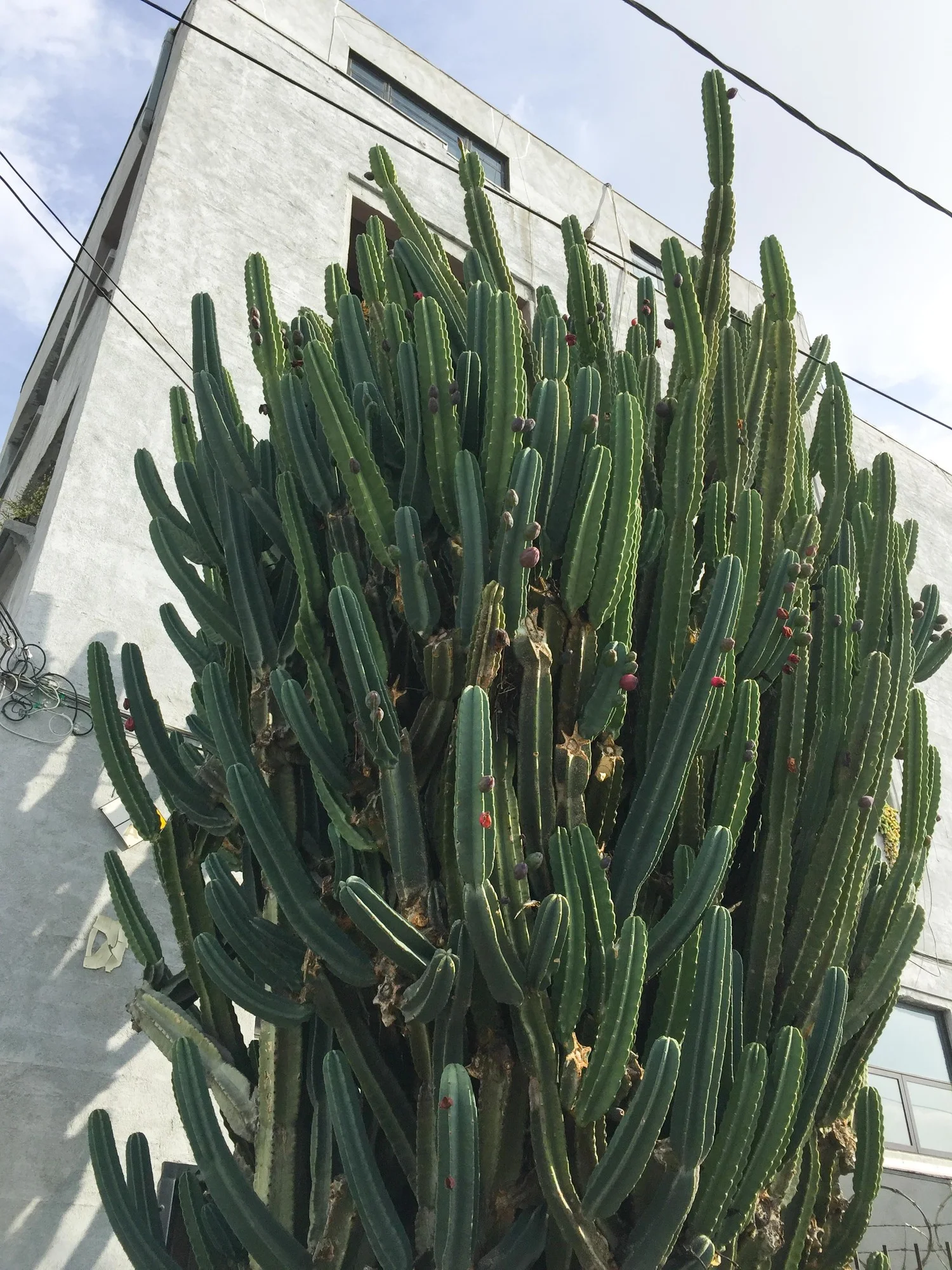 Fleeting Moments in Los Angeles 