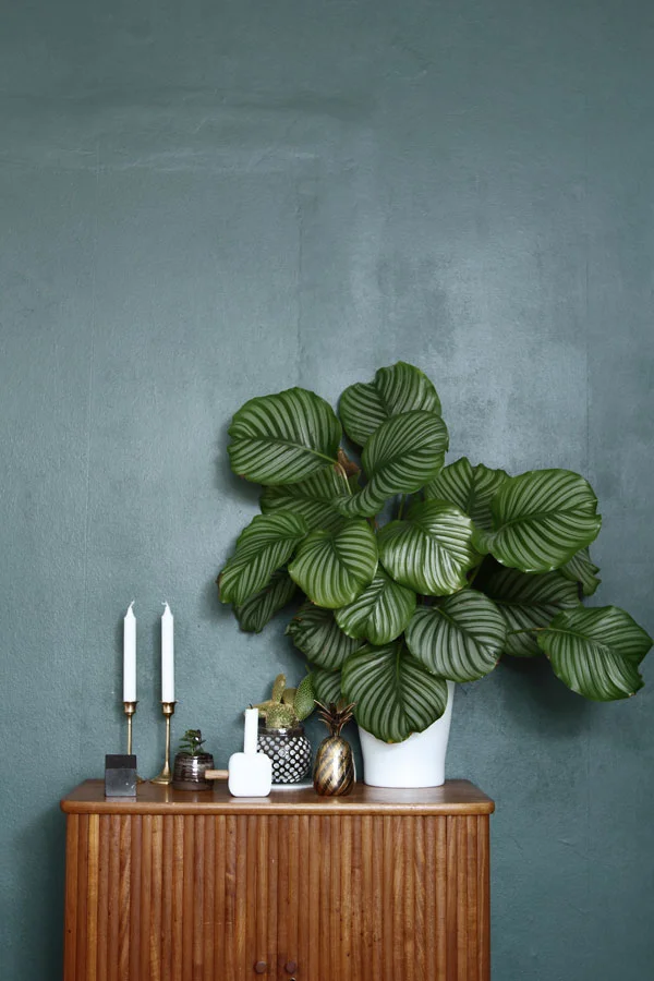 Urban Jungle • Living and Styling with Plants