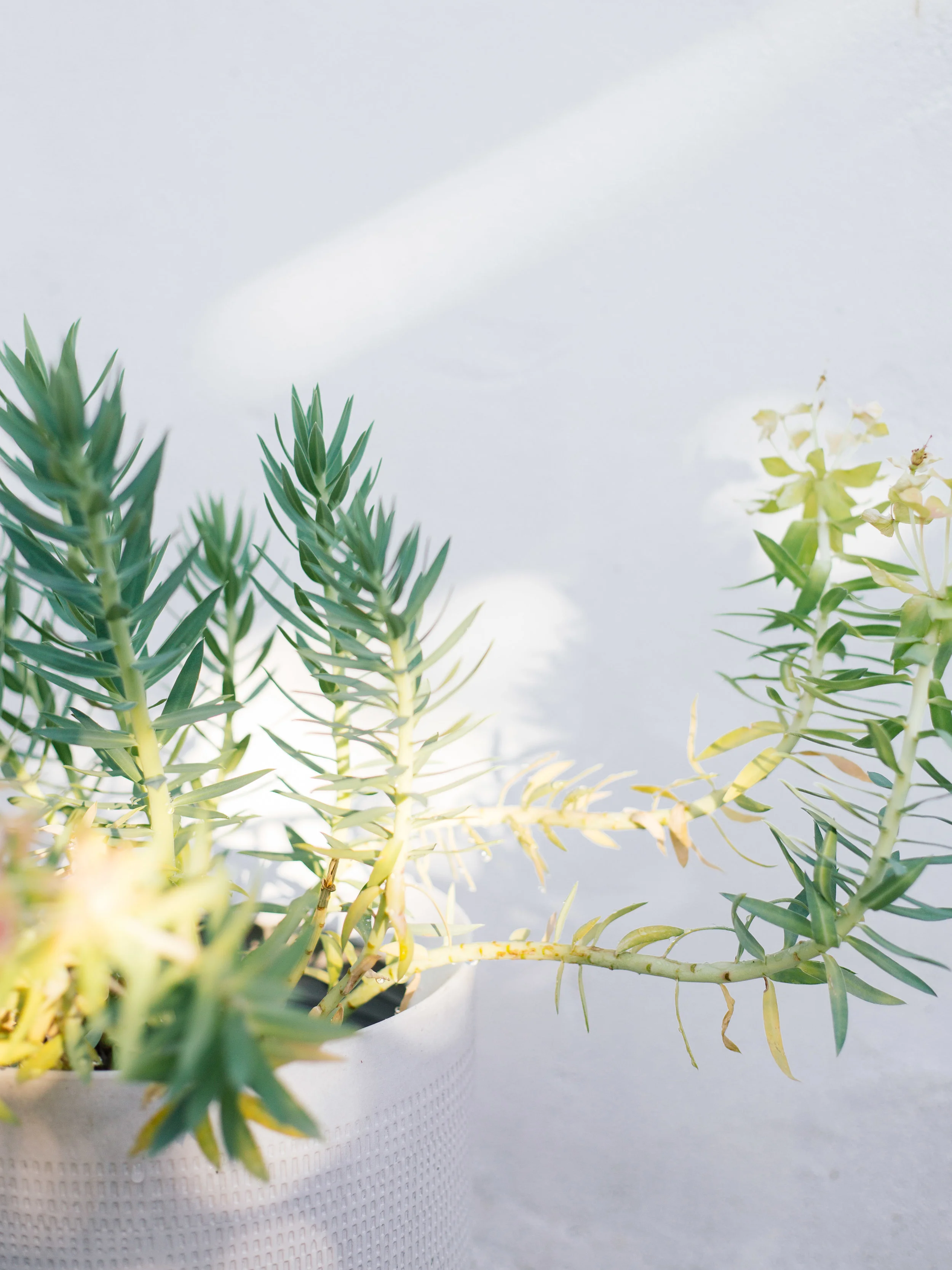 Jukebox 36 •&nbsp;Summer 