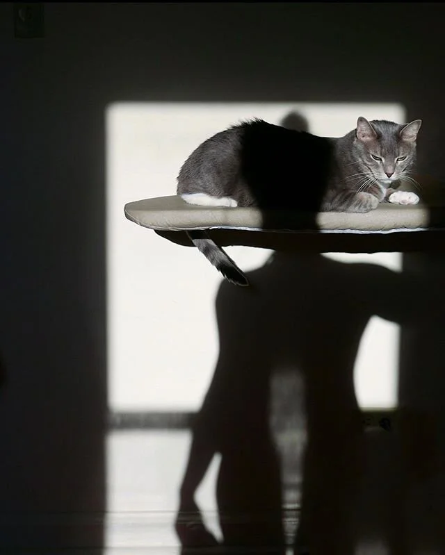 Ironing clothes after a nice hot shower is my favorite chore. Old photo. Kitty.
