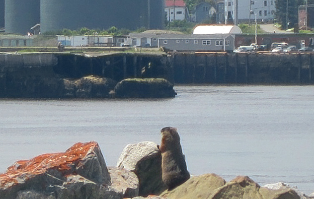   Photo at Tin Can Beach: Mike Griffin (June 19, 2013)  