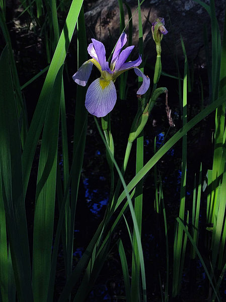 Blue Flag Iris