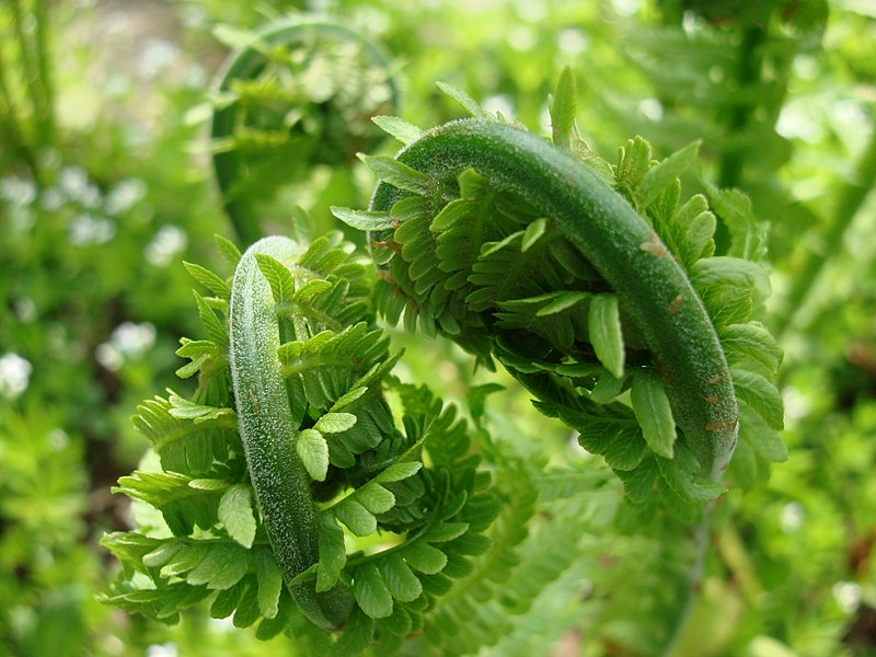 Ostrich Fern