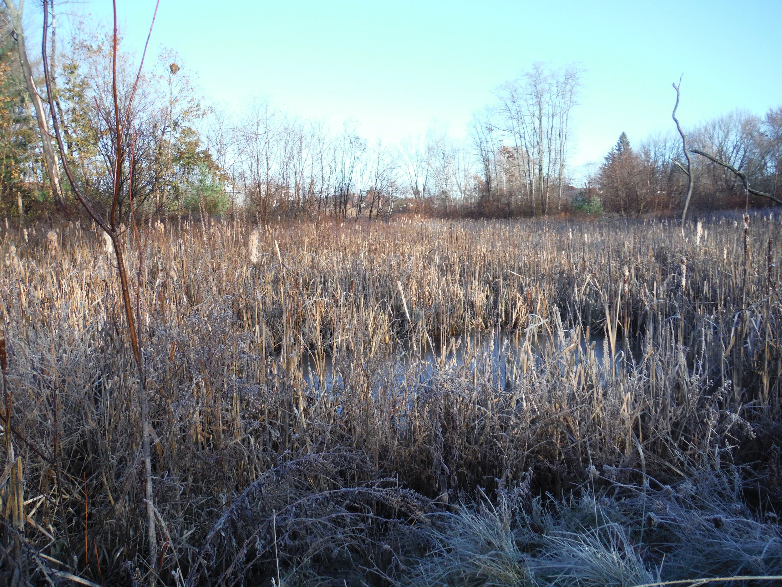 Photo 2: Daylighted portion of the wetland and subsurface gravel wetland.