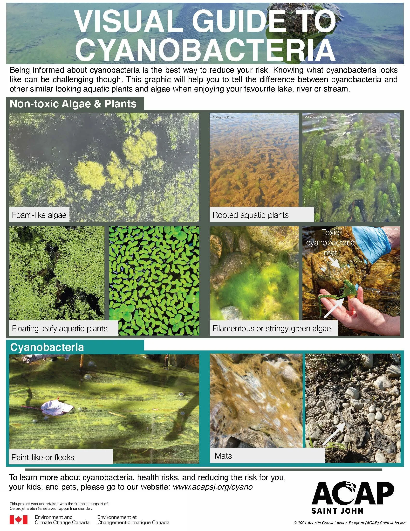 Cyanobacteria — ACAP Saint John