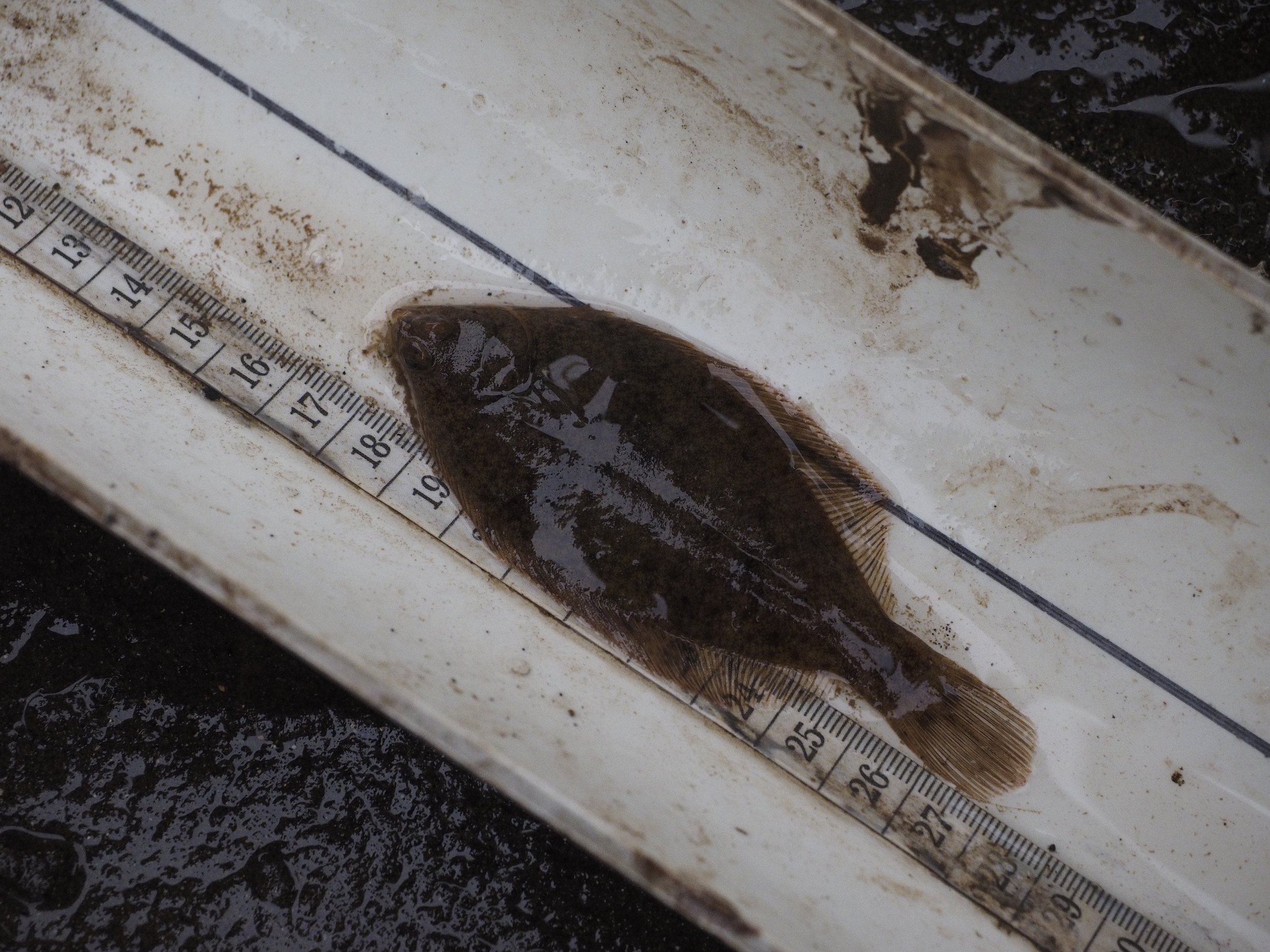 winter flounder (1).JPG