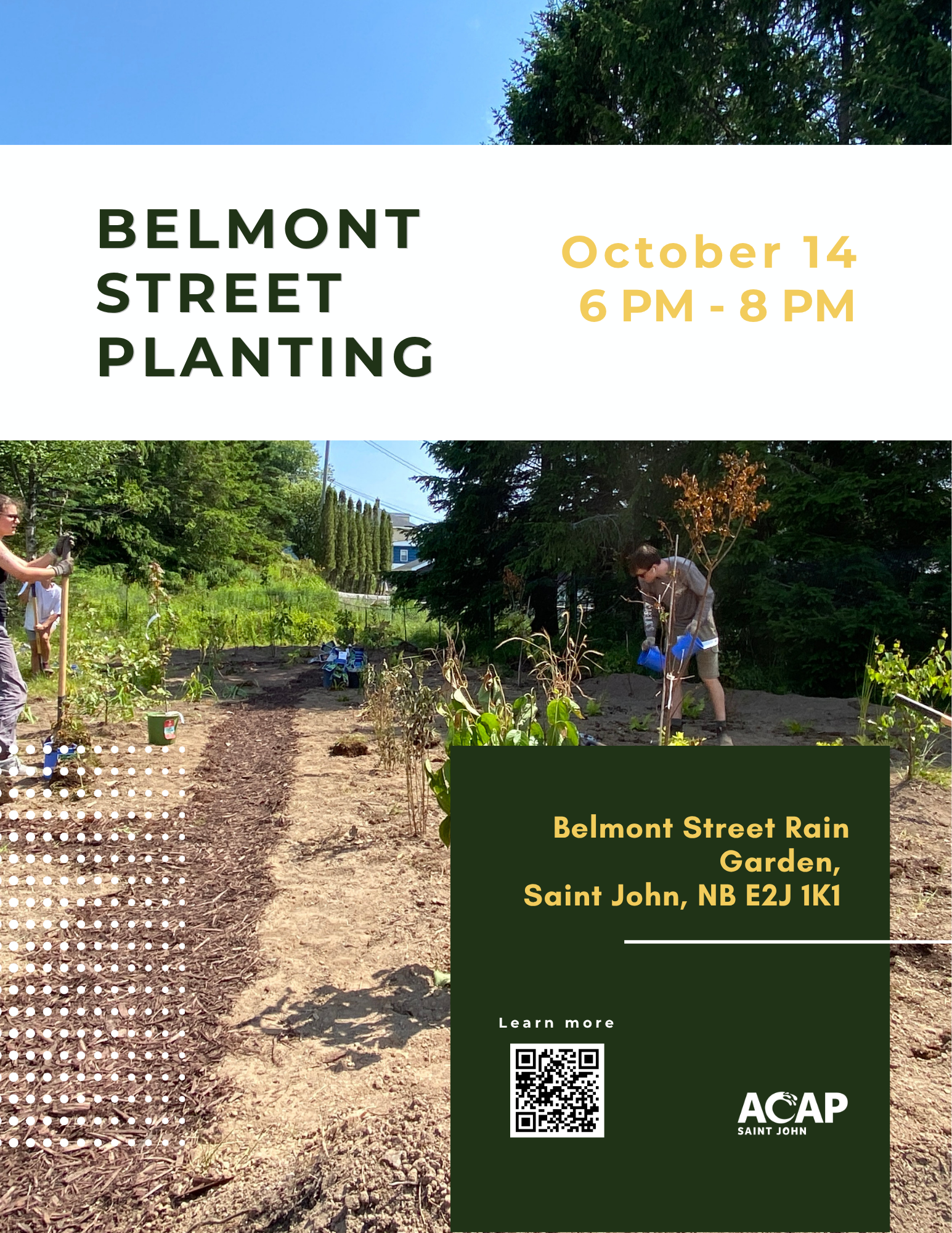 Belmont Street Planting