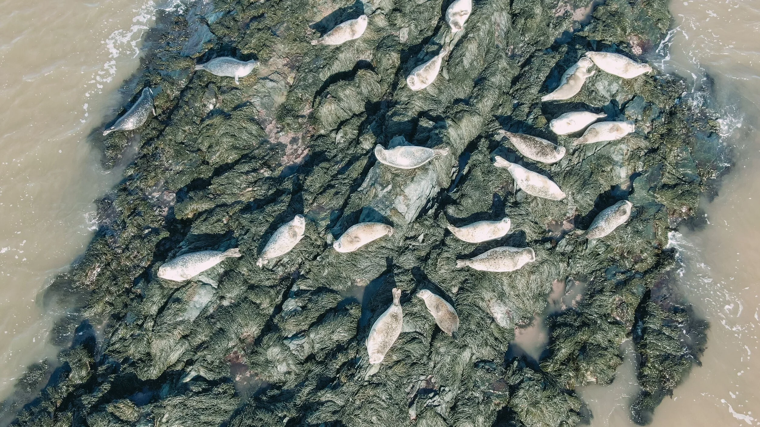 Seals Seaside Feb 14 2019.jpg