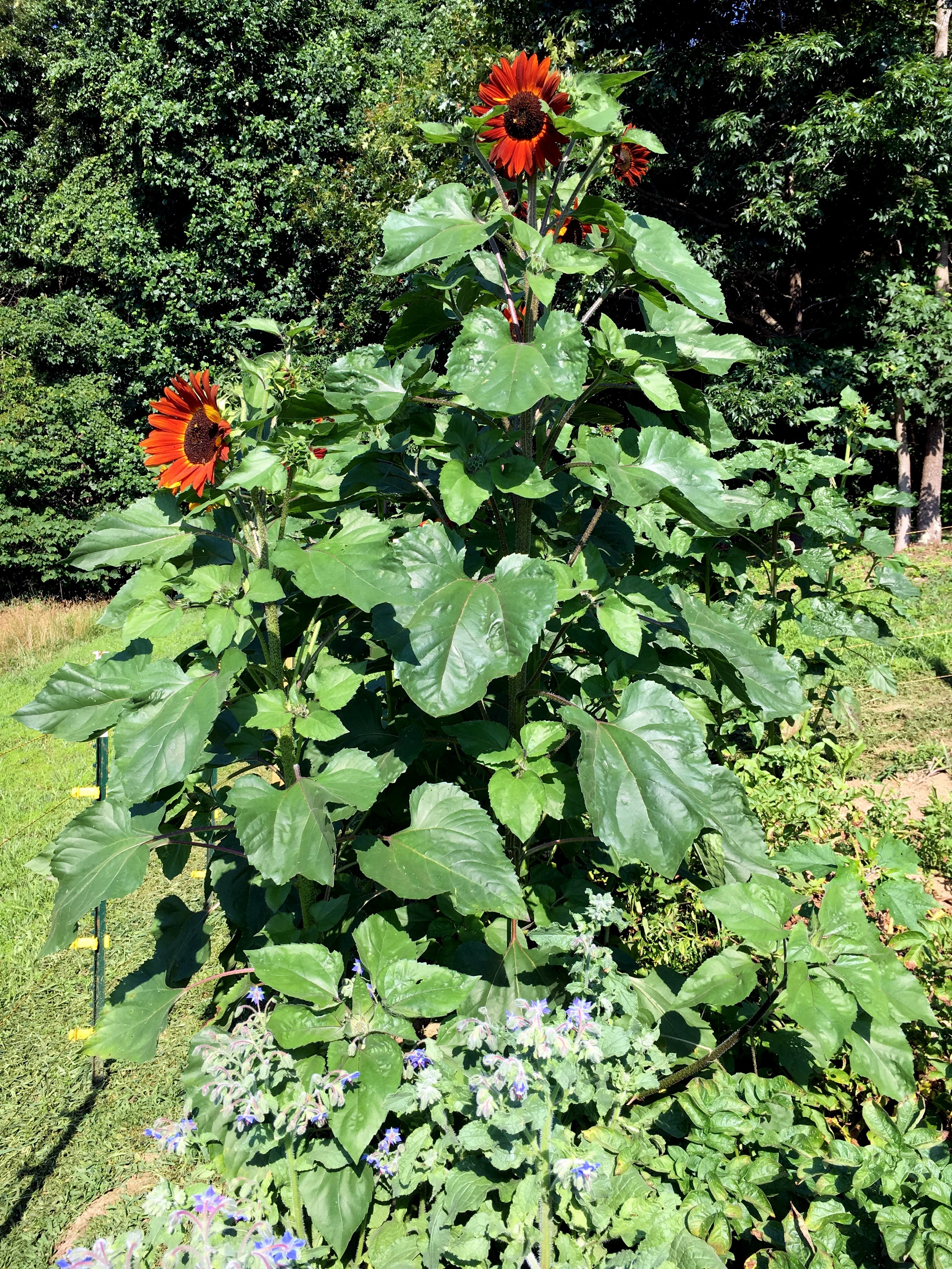 The sunflowers (Velvet Queen) are over seven feet high.That's borage below. The bees love and so do we; it's edible.