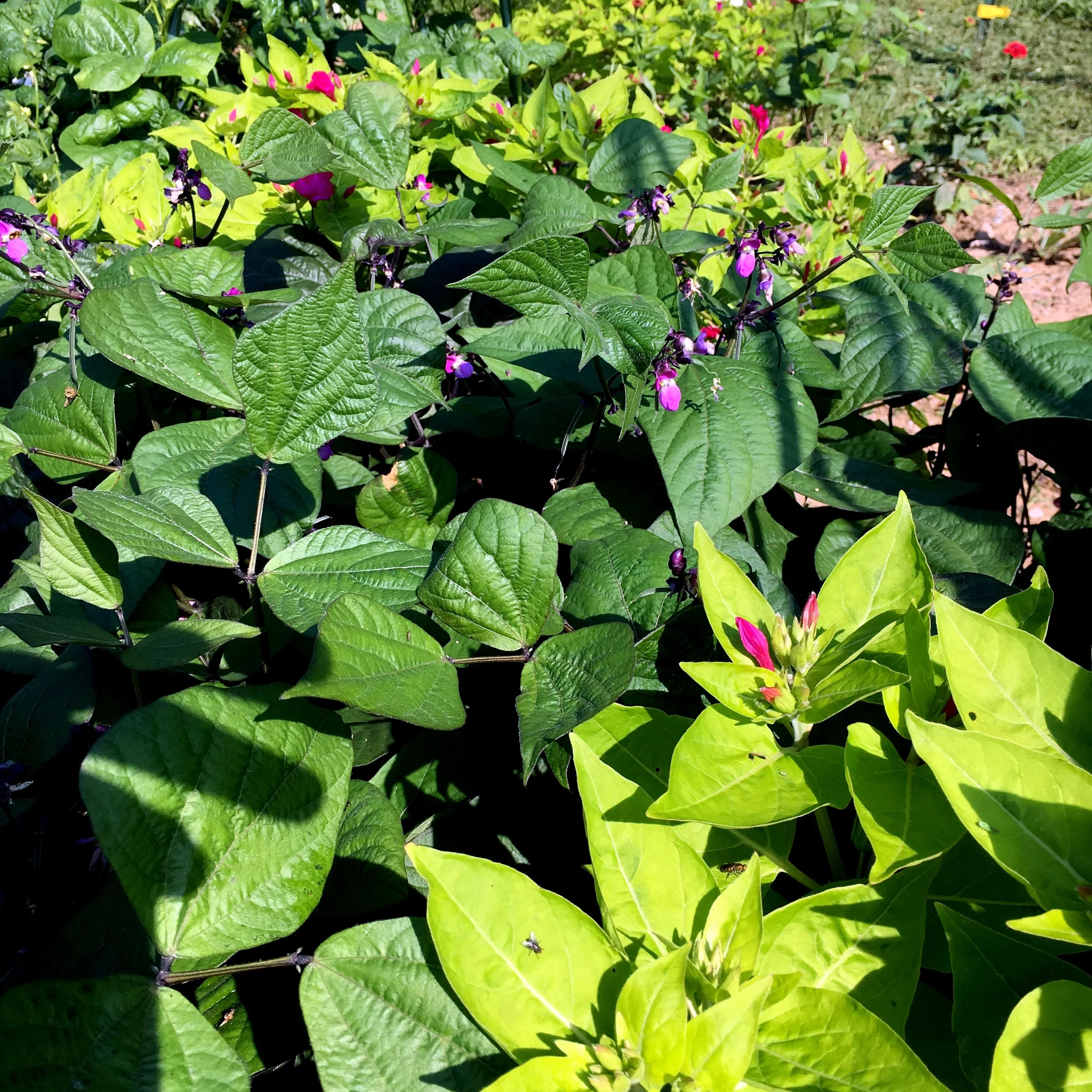 We're growing three kinds of beans: Kentucky Blue pole beans, Romano bush beans and French dwarf purple velour beans. Intermixed are Limelight Four-o'clocks which help keep pests away from the beans. Japanese beetles are attracted to them in particular. If they nibble, they die! These flowers are not hardy so I will dig them up in the fall and store the roots.