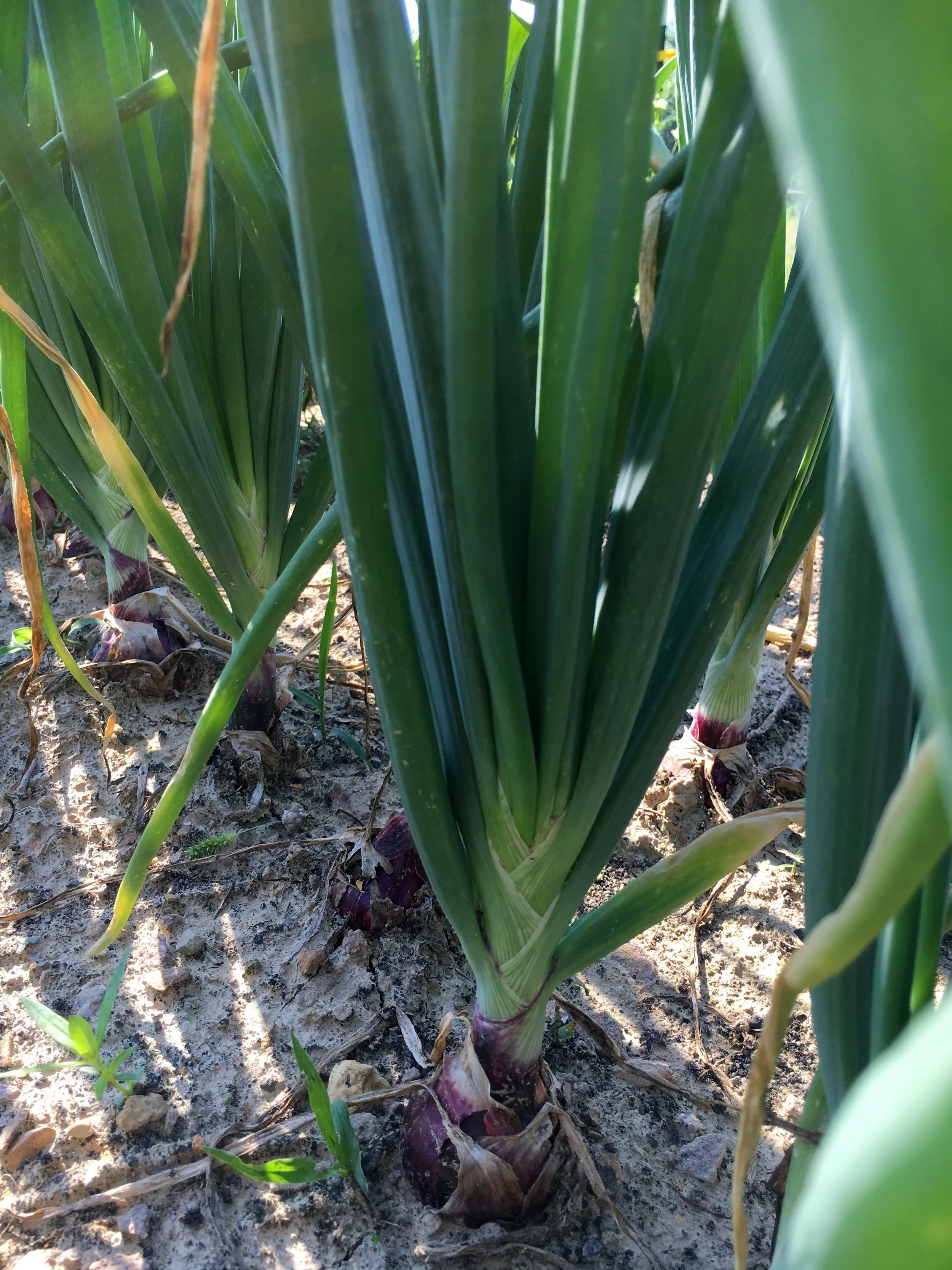 The red onions are bulbing nicely.