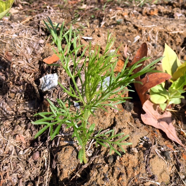 Cosmo seedling