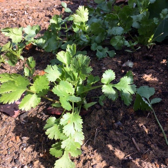Coriander
