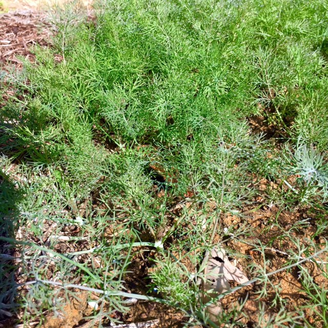 A veritable forest of baby dill!
