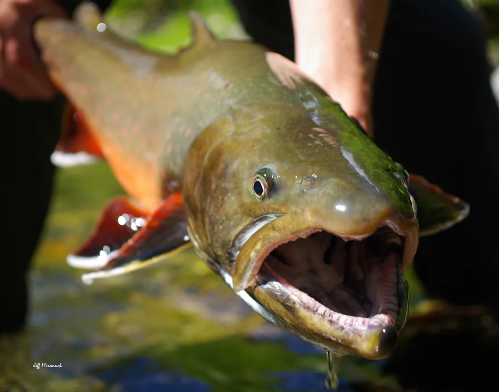 The pre spawing colors of a Bull Trout caught on the Wigwam River