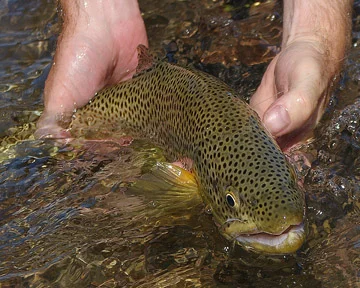 Letting a brown go on the Waterton River