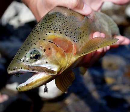 A beautiful cutthroat about to be released