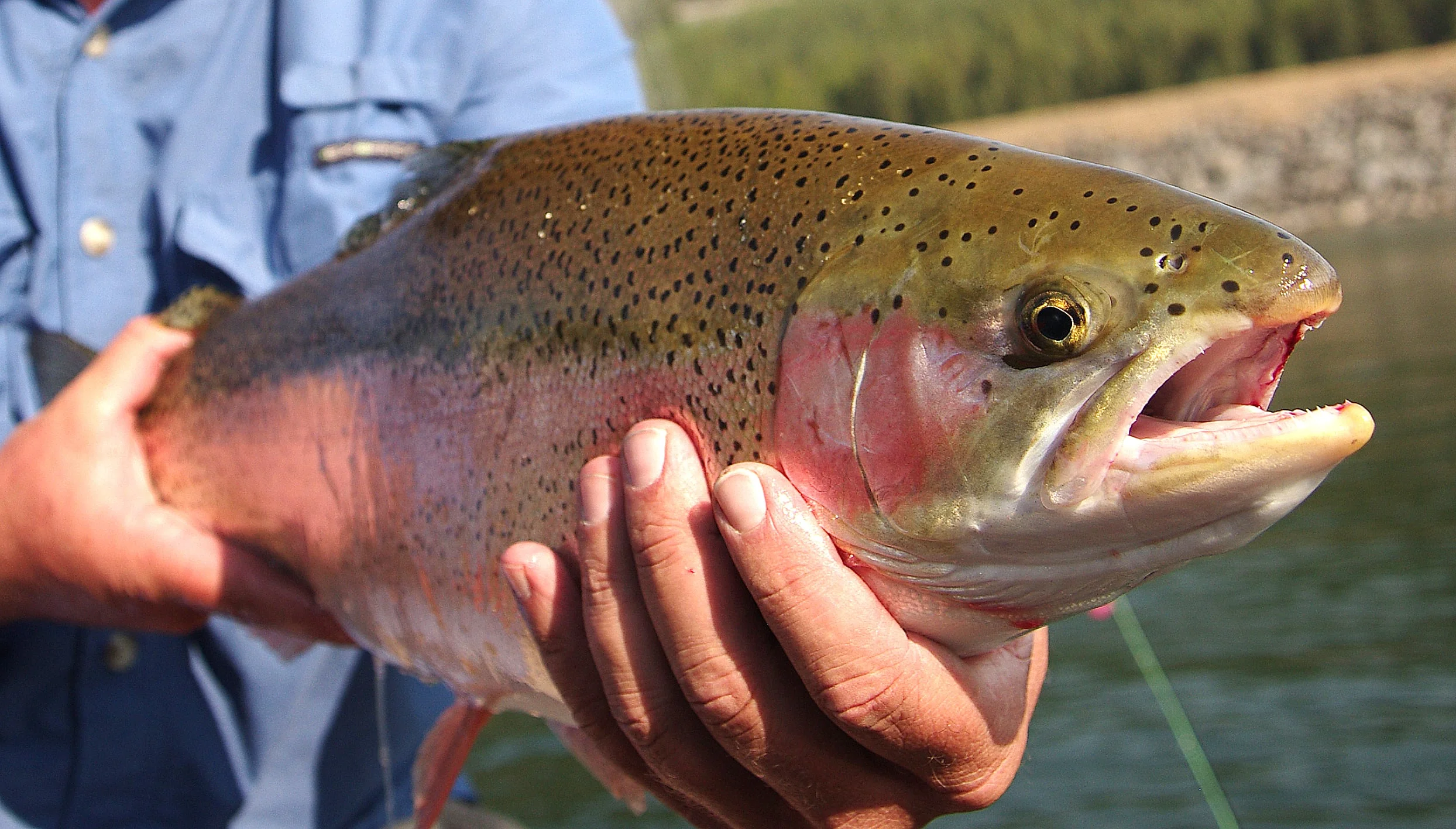 Lets just call this a slab and leave it at that. Well, it did take a hopper!