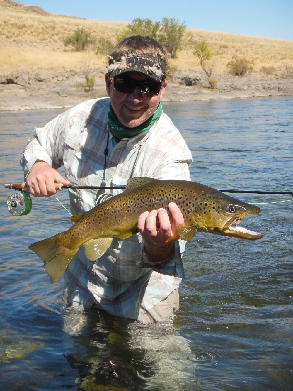A beautiful hopper eating brown