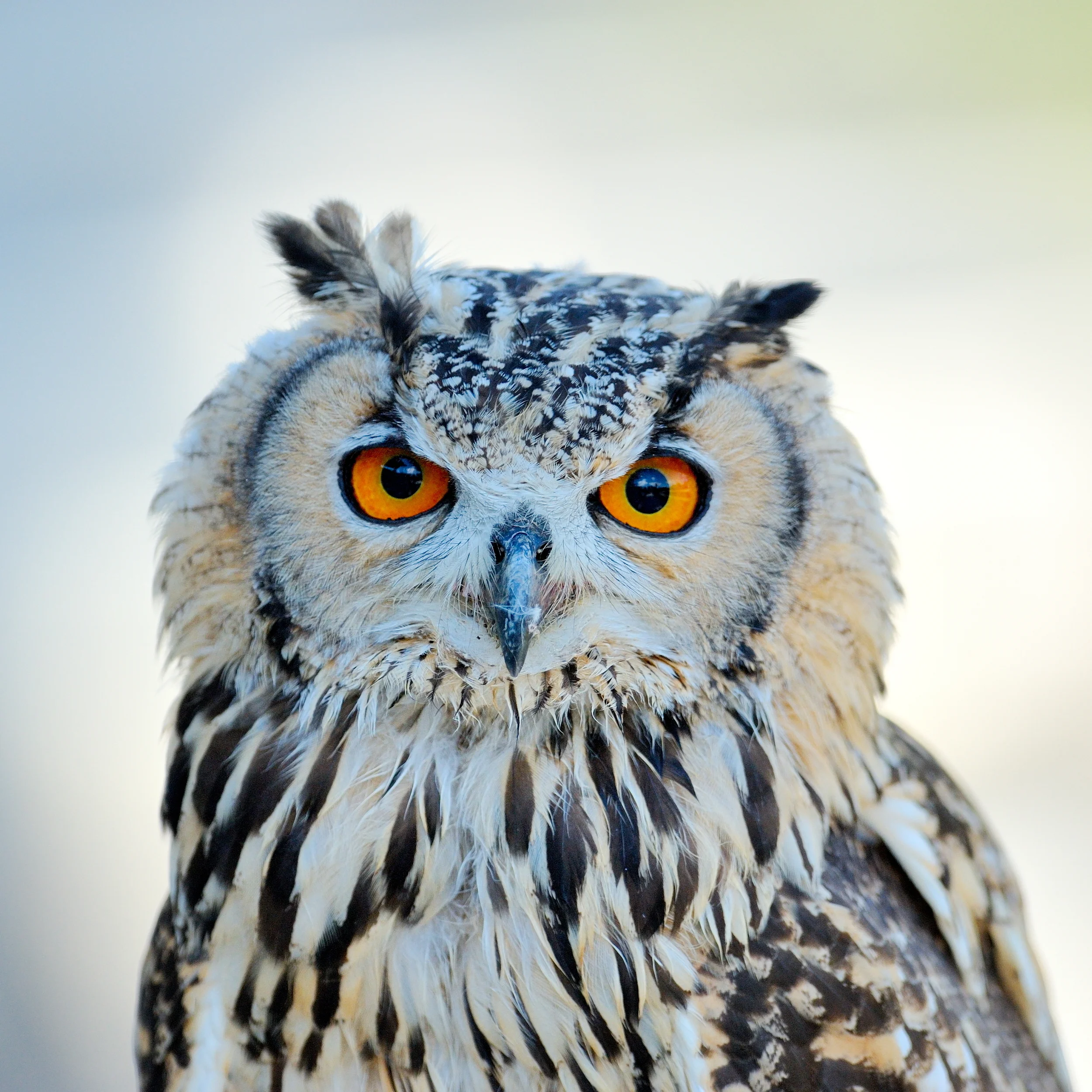 shutterstock_66589144.jpg