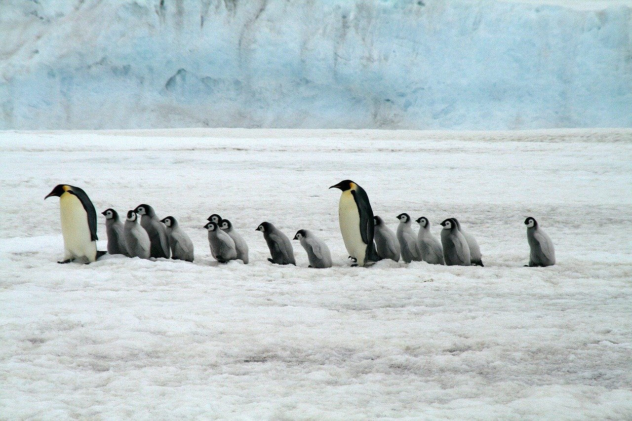 Do Emperor Penguins Hold a Secret to Writing B2B Content Effortlessly?