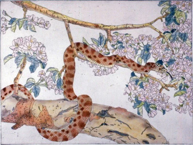  Bruce Anderson  Bull Snake  etching, 12/25  68.5 x 86.5 cm, 1983 