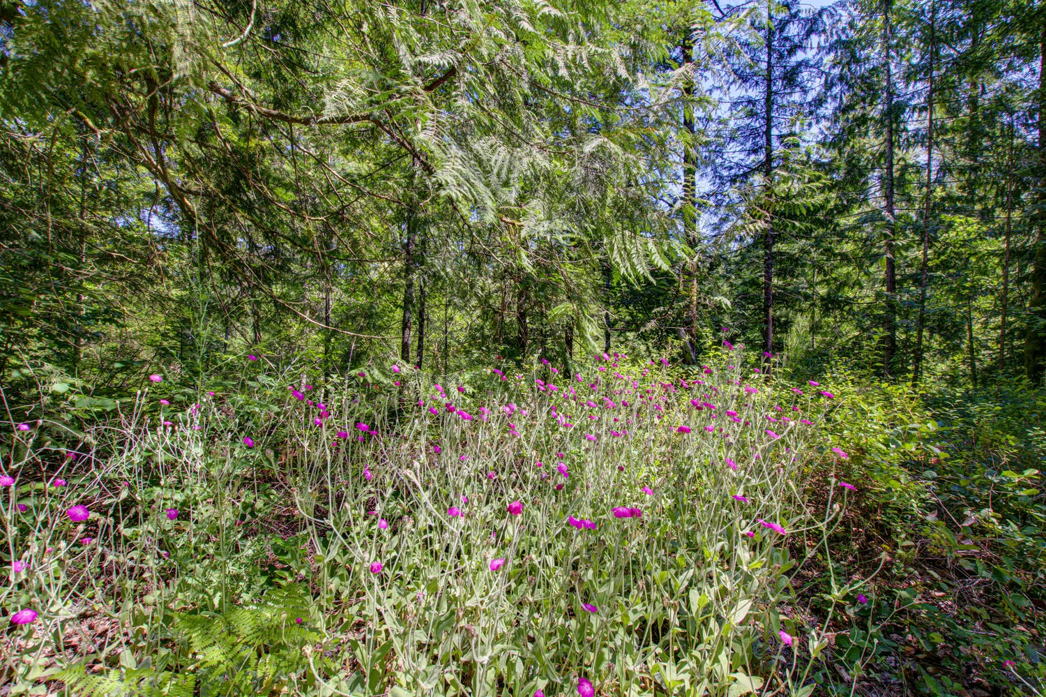 58400 E Marmot Rd Sandy OR-large-046-015-58400 E Marmot Rd10-1500x999-72dpi.jpg