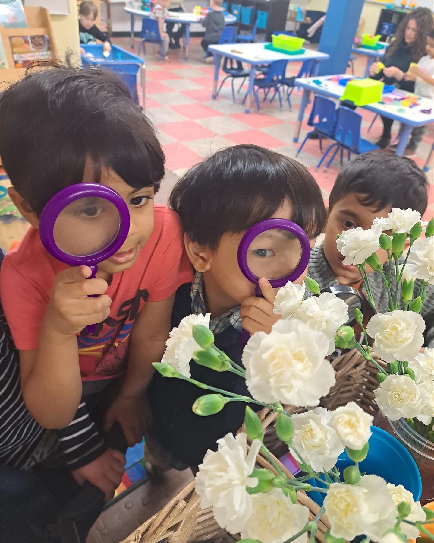 The Sunnyside Pre-Kindergarten and Kindergarten Enhancement classes are doing an experiment with white carnations. We put them into colored water and are watching to see what happens next!
*
*
*
*
*
*
*
#prekindergarten #kindergarten #preschool #pres