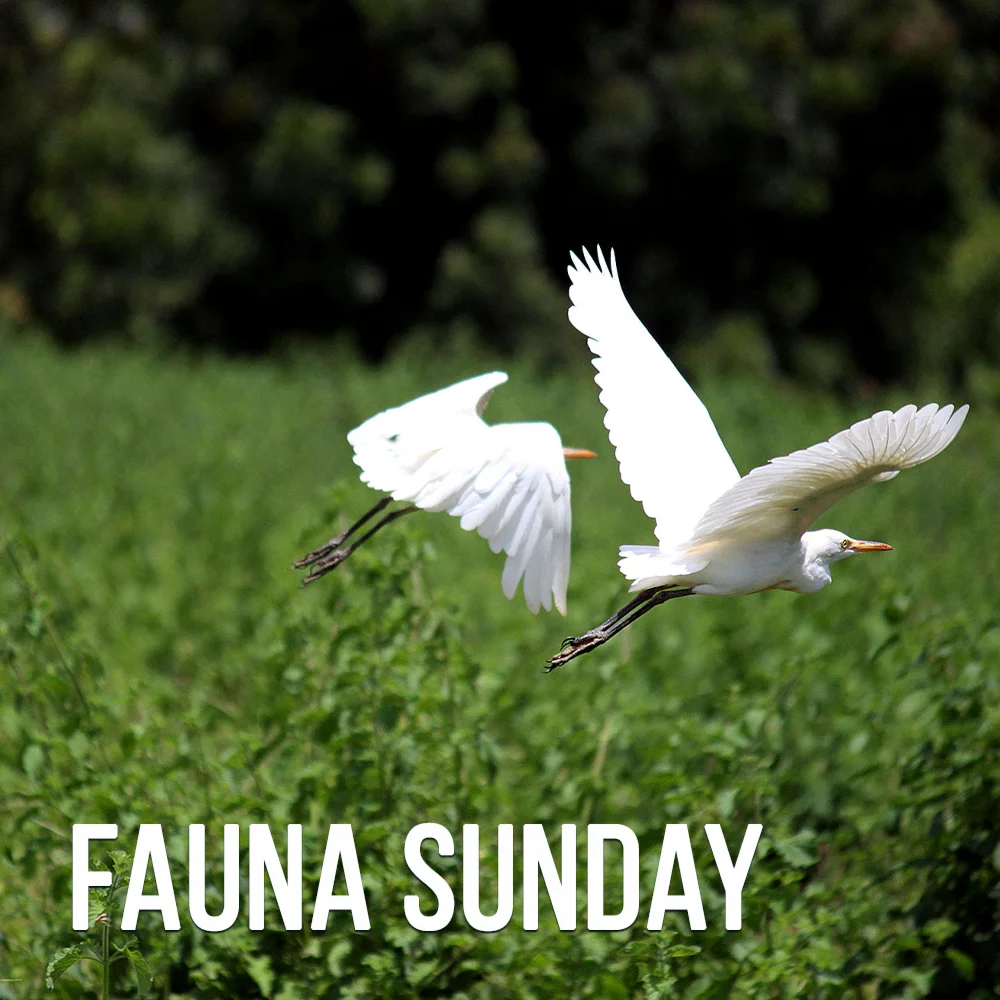 September 15 Fauna Sunday Job 39:1-8, 26-30 Psalm 104:14-23 1 Corinthians 1:10-23 Luke 12:22-31