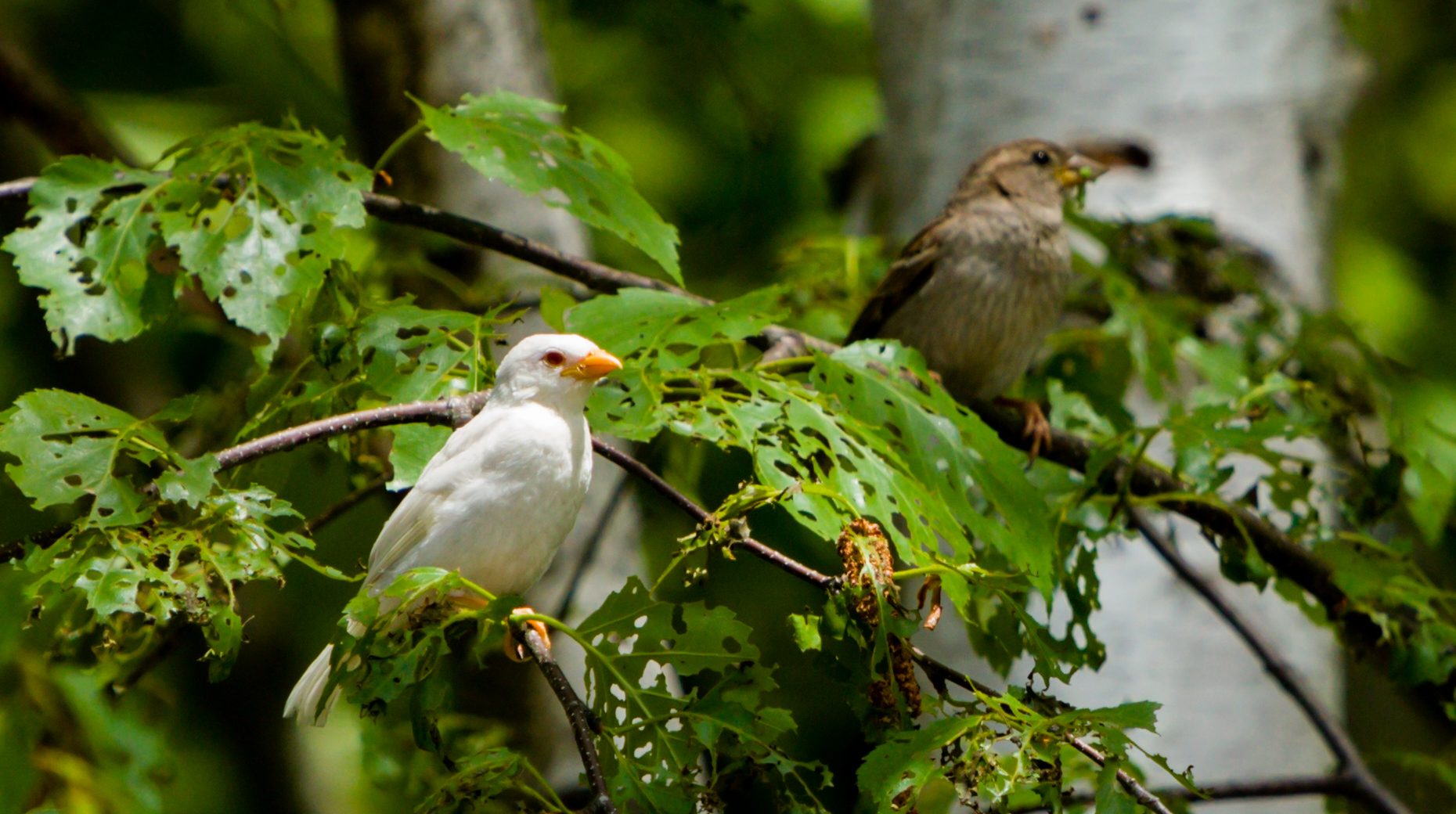 Here's the Mom (I guess) about to feed her chick.