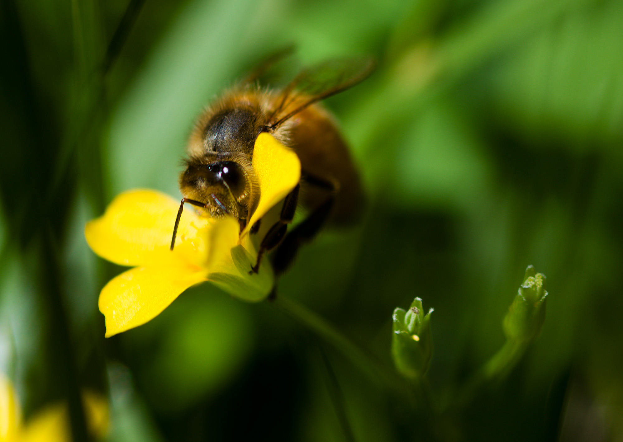 Mowing the lawn, came across a bunch of honeybees working on some flowering weeds,