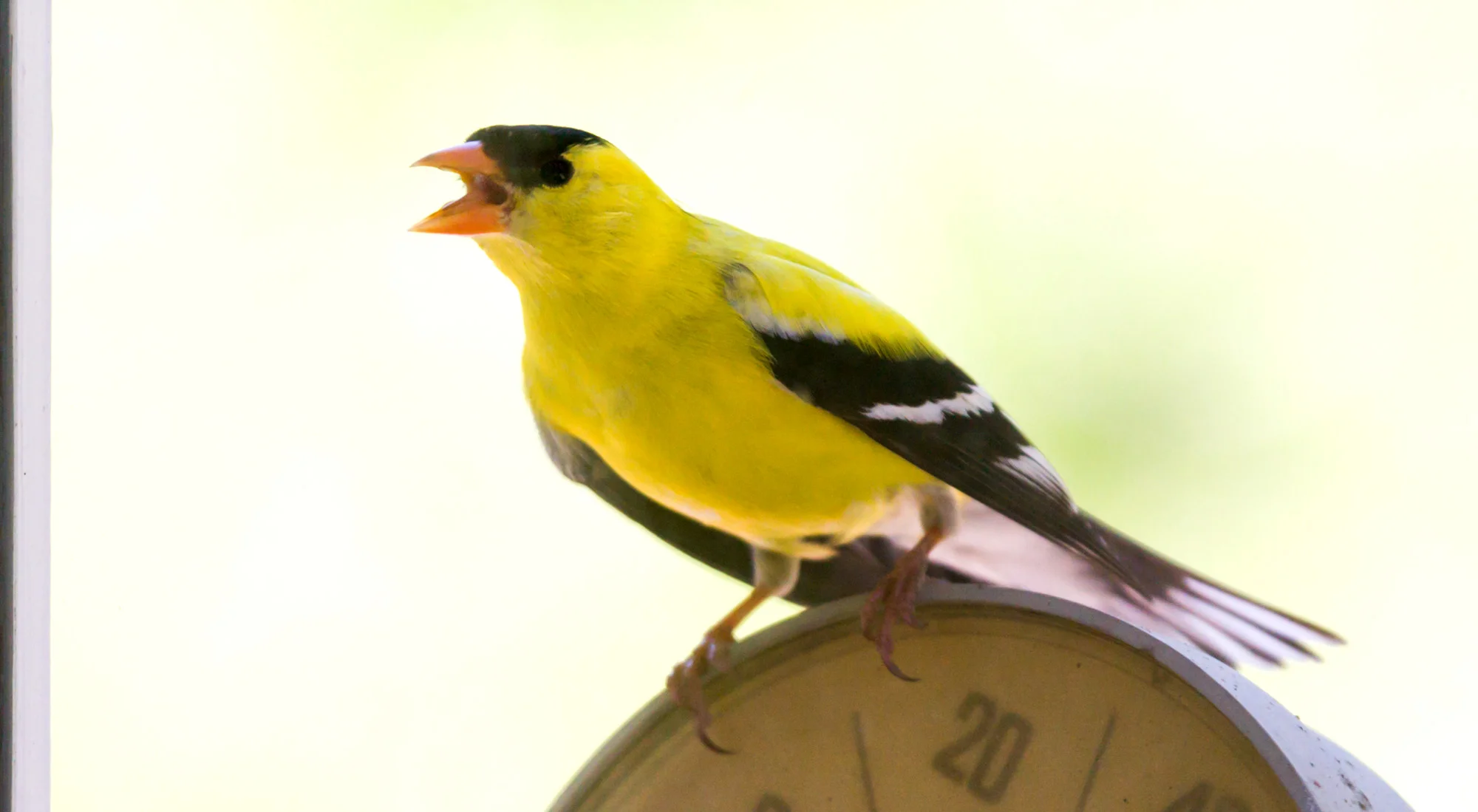 And this goldfinch was getting pretty defensive / aggressive towards his own reflection in the window pane.