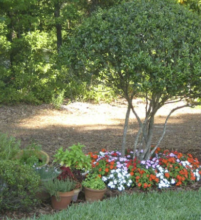 backyardpottedplant.jpg