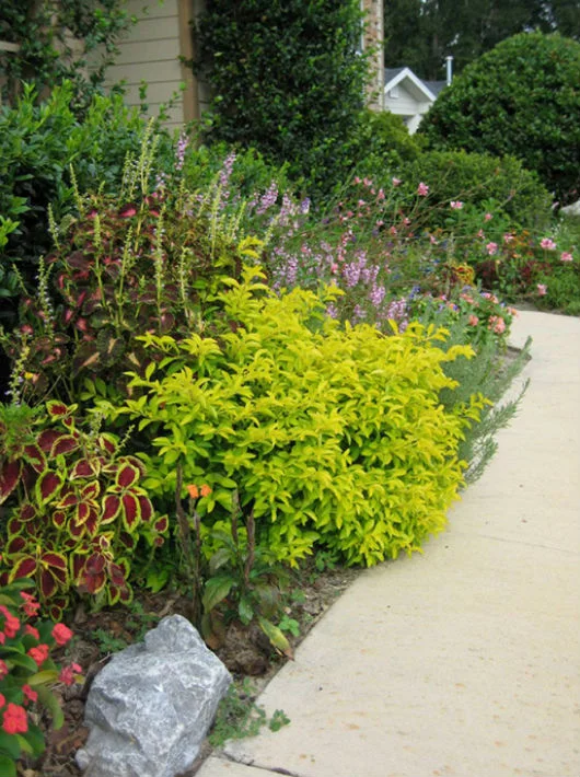 flowersfrontwalk.jpg