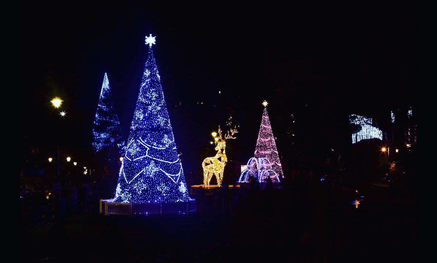 Christmas Tree Wonderland Bournemouth 🎄🎄🎄