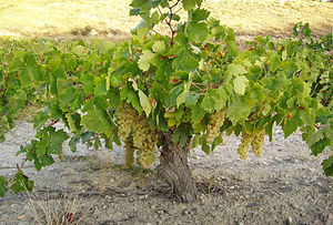 Airén vine in Castilla-La Mancha