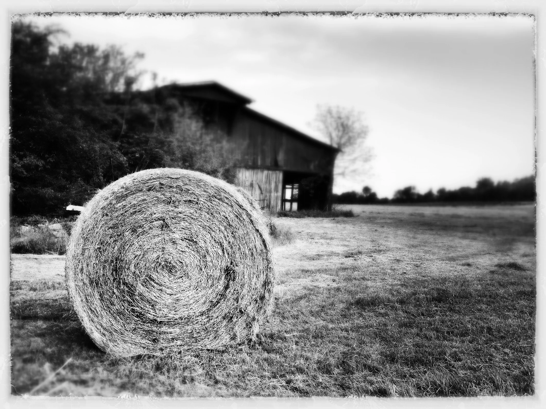 Hay BW.JPG